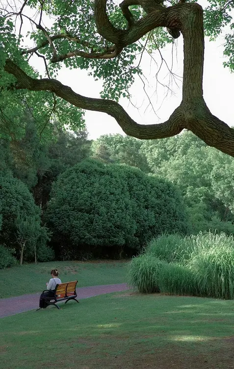 Person sitting on bench in the park