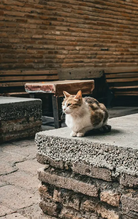 Street cat